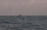 Whales