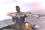 Big barracuda near the Mosteiros