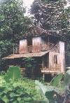 House in the jungle