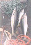 Rainbow runner